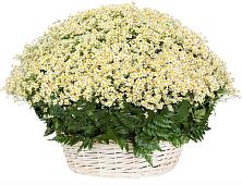 Цветочная композиция из Ромашки в корзине #REPLACE_PRED# Кинели Самарская область